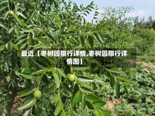 最近【枣树园限行详情,枣树园限行详情图】-第2张图片