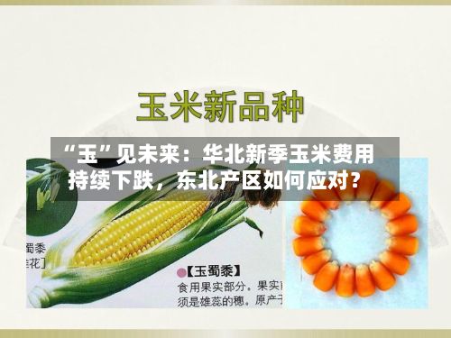 “玉”见未来：华北新季玉米费用持续下跌	，东北产区如何应对？-第2张图片