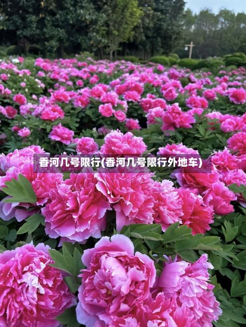 香河几号限行(香河几号限行外地车)-第3张图片