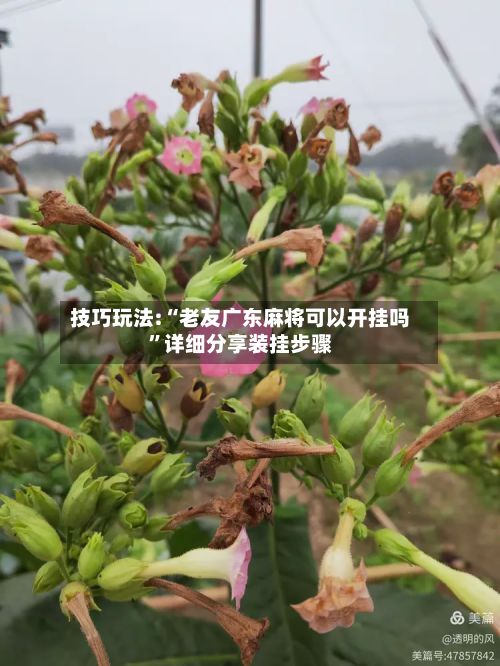 技巧玩法:“老友广东麻将可以开挂吗”详细分享装挂步骤