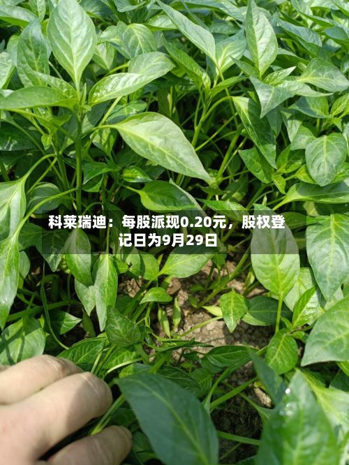 科莱瑞迪：每股派现0.20元，股权登记日为9月29日-第2张图片