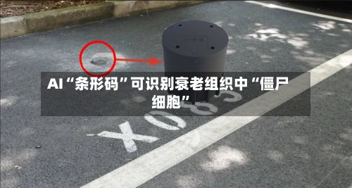 AI“条形码”可识别衰老组织中“僵尸细胞	”-第2张图片