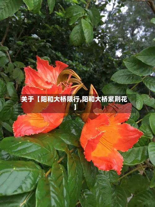 关于【阳和大桥限行,阳和大桥紫荆花】-第2张图片