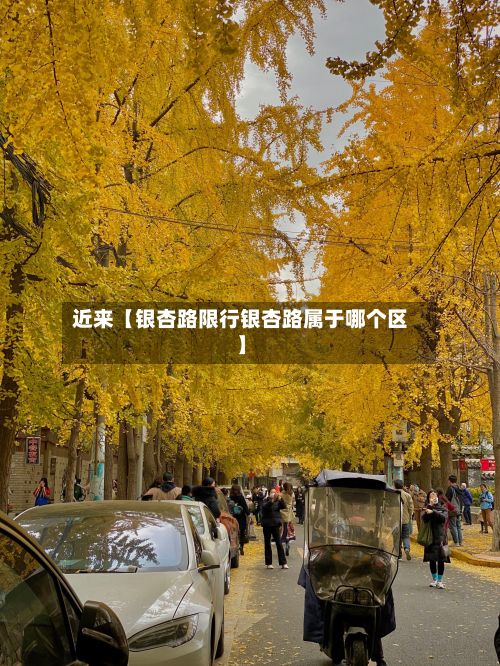 近来【银杏路限行银杏路属于哪个区】