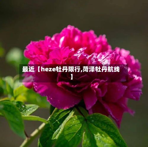 最近【heze牡丹限行,菏泽牡丹航线】-第2张图片