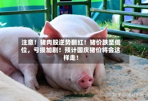 注意！猪肉股逆势翻红！猪价跌至低位，亏损加剧！预计国庆猪价将会这样走！-第2张图片