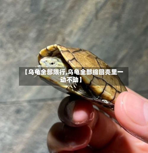 【乌龟全部限行,乌龟全部缩回壳里一动不动】-第2张图片