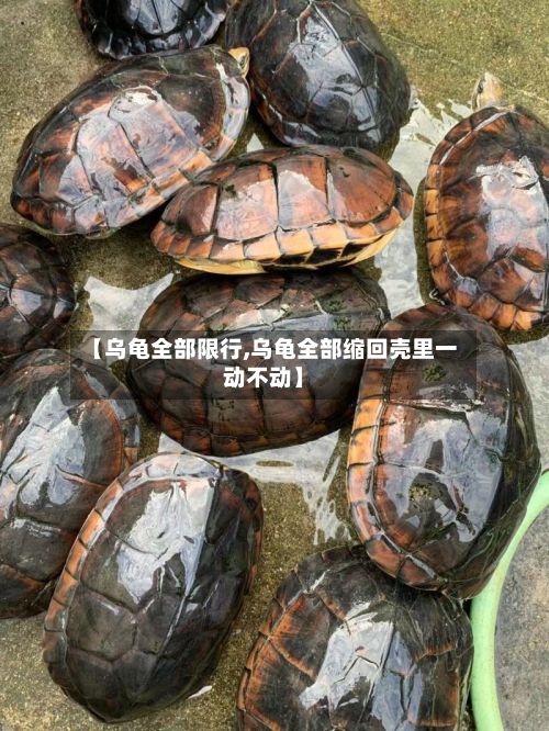 【乌龟全部限行,乌龟全部缩回壳里一动不动】-第3张图片