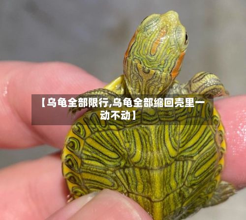 【乌龟全部限行,乌龟全部缩回壳里一动不动】