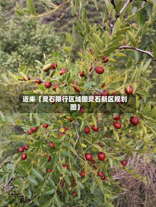 近来【灵石限行区域图灵石新区规划图】