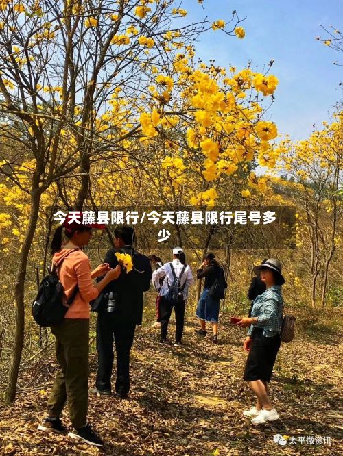 今天藤县限行/今天藤县限行尾号多少