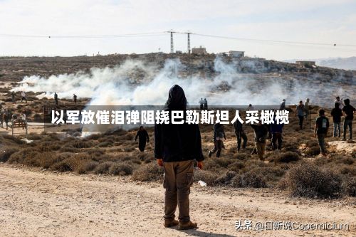 以军放催泪弹阻挠巴勒斯坦人采橄榄-第3张图片