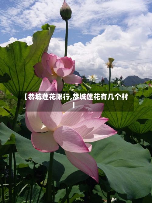 【恭城莲花限行,恭城莲花有几个村】