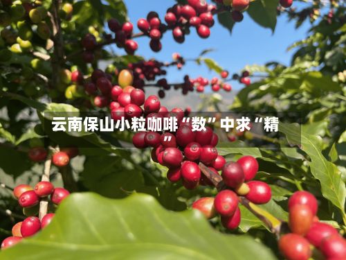 云南保山小粒咖啡“数	”中求“精”-第2张图片