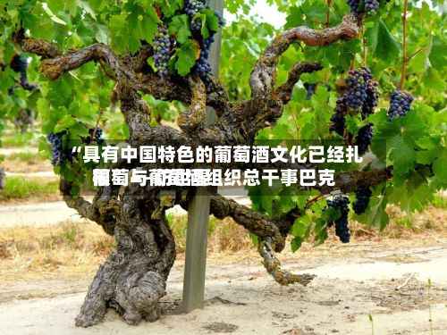 “具有中国特色的葡萄酒文化已经扎根” ——访世界葡萄与葡萄酒组织总干事巴克-第2张图片