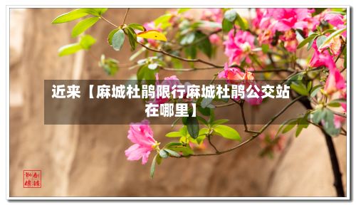 近来【麻城杜鹃限行麻城杜鹃公交站在哪里】-第2张图片
