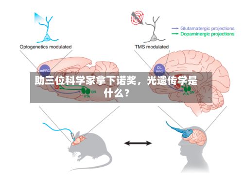 助三位科学家拿下诺奖，光遗传学是什么？-第1张图片