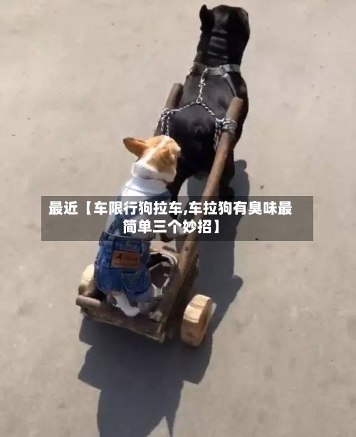 最近【车限行狗拉车,车拉狗有臭味最简单三个妙招】