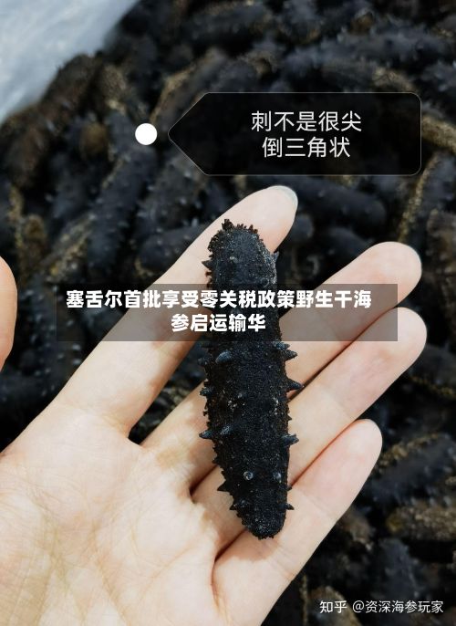 塞舌尔首批享受零关税政策野生干海参启运输华-第3张图片