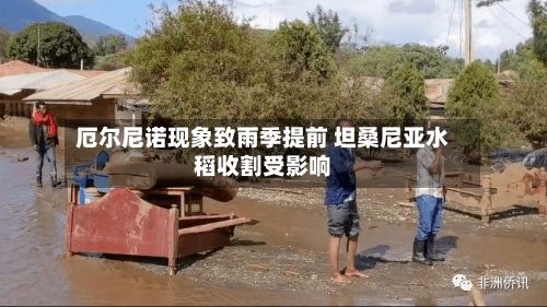厄尔尼诺现象致雨季提前 坦桑尼亚水稻收割受影响