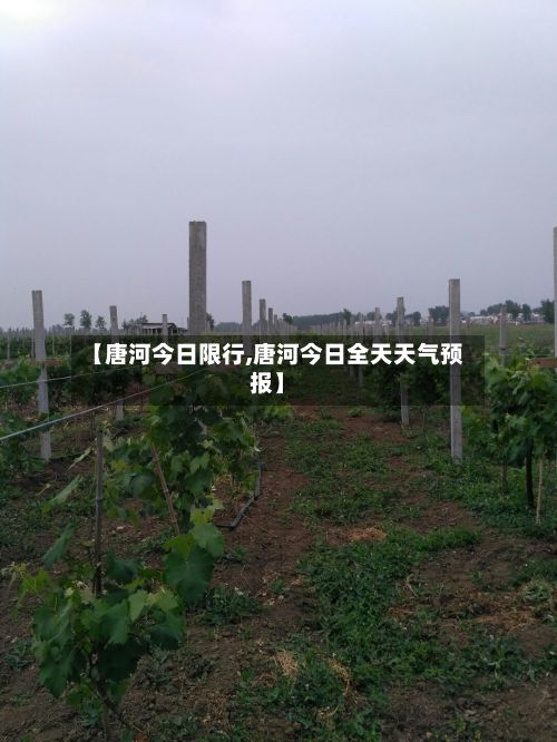 【唐河今日限行,唐河今日全天天气预报】-第2张图片