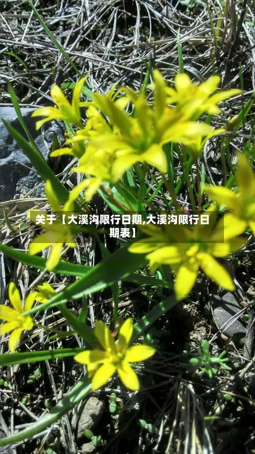 关于【大溪沟限行日期,大溪沟限行日期表】