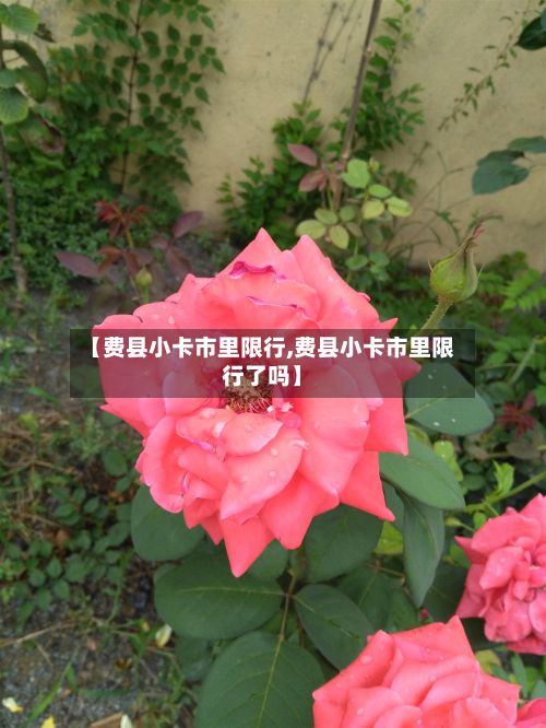 【费县小卡市里限行,费县小卡市里限行了吗】