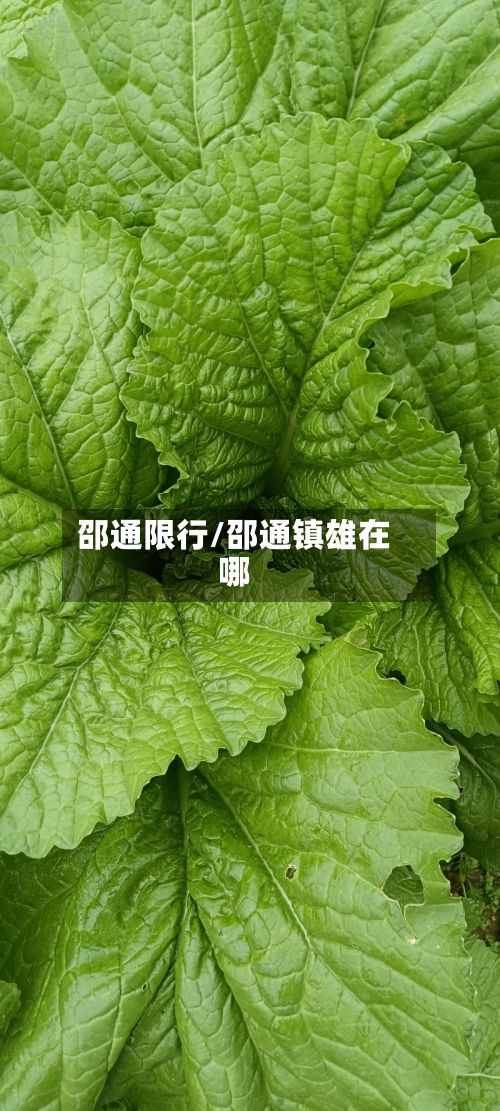 邵通限行/邵通镇雄在哪