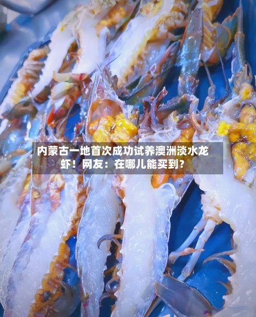 内蒙古一地首次成功试养澳洲淡水龙虾!网友:在哪儿能买到?-第2张图片