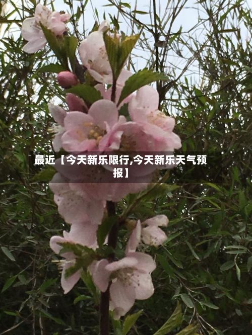 最近【今天新乐限行,今天新乐天气预报】-第3张图片