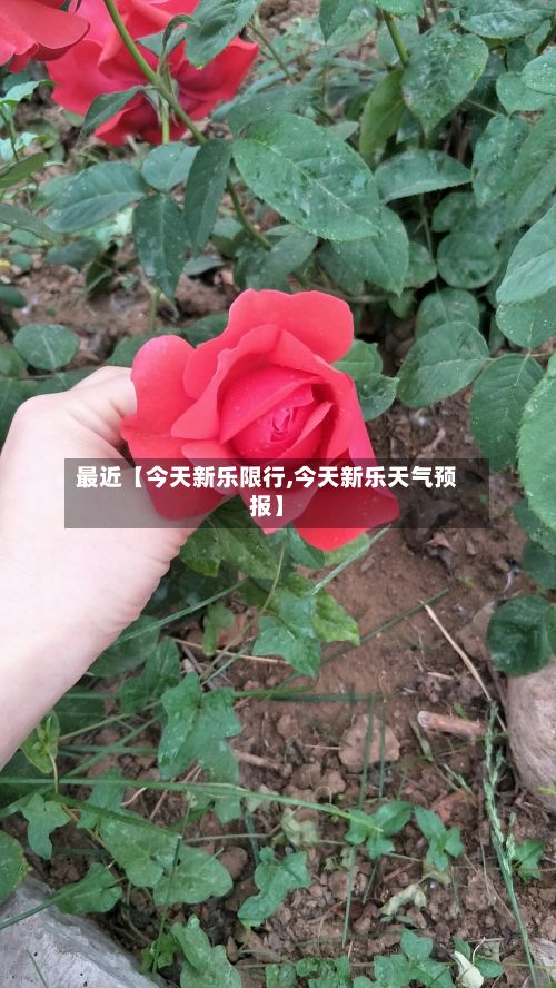 最近【今天新乐限行,今天新乐天气预报】-第2张图片