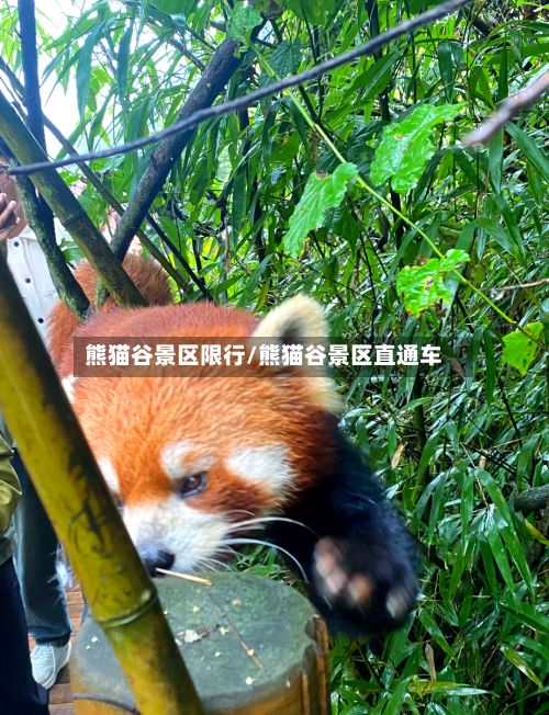 熊猫谷景区限行/熊猫谷景区直通车