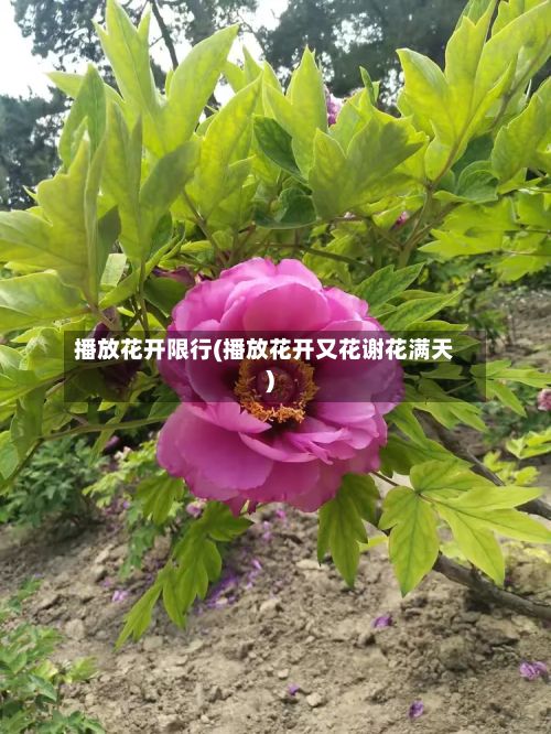 播放花开限行(播放花开又花谢花满天)
