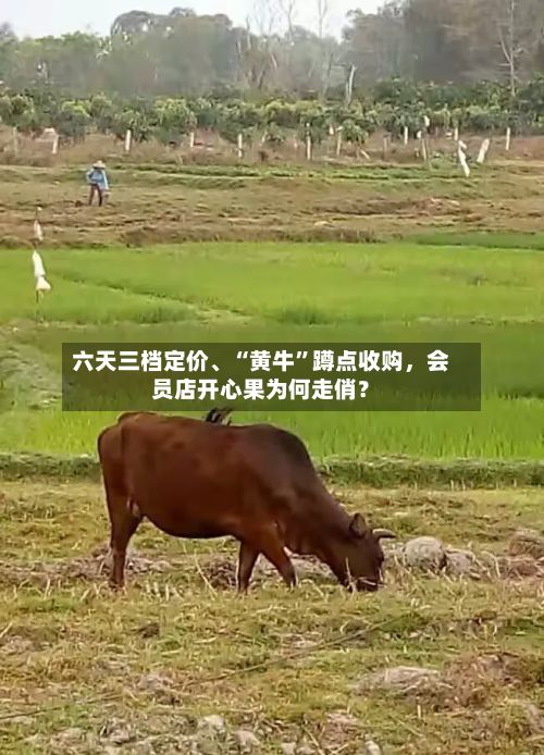 六天三档定价、“黄牛	”蹲点收购	，会员店开心果为何走俏？-第2张图片