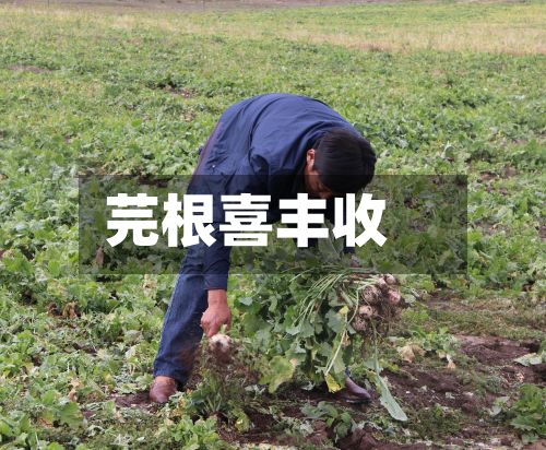 芫根喜丰收-第2张图片