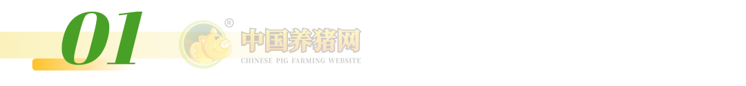注意！猪肉股逆势翻红！猪价跌至低位，亏损加剧！预计国庆猪价将会这样走！